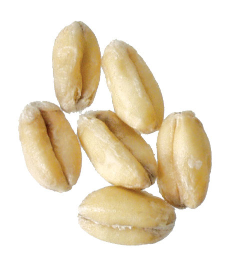 Red Wheat 5 lb Milled